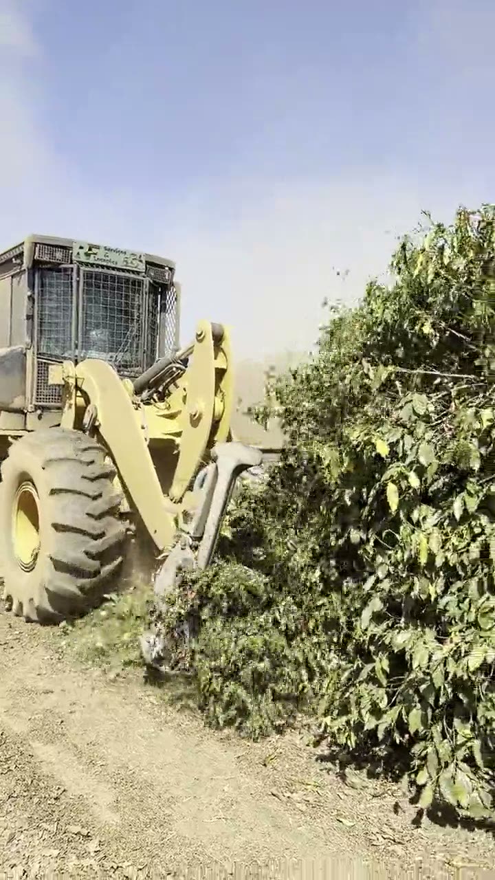 Máquina florestal na lavoura — vídeo